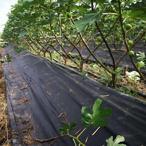 Vải không dệt cho nông nghiệp - Vải Không Dệt Nam Khang - Công Ty TNHH Vải Không Dệt Nam Khang